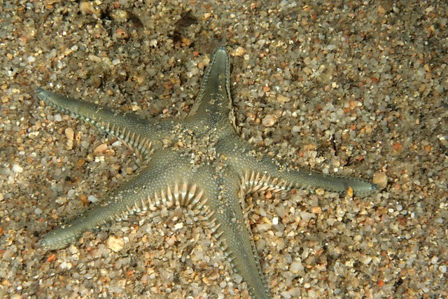 Astropecten spinulosus, A. platyacanthus, A. aranciacus